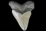 Bargain, Megalodon Tooth - North Carolina #76349-2
